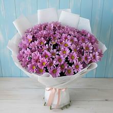 Букет цветов из:  Хризантемы в Апатитах