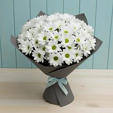 Букет цветов из:  Хризантемы в Апатитах