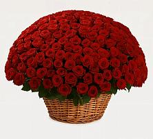 Премиум букет из: Розы в Апатитах